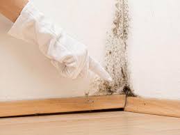 Why You Should Choose Our Mold Remediation Services in Kent, OH